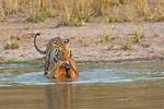 Why Hunt a Tiger?