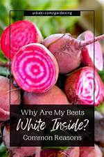 Why I’m Laughing About Beets in the Exam Room
