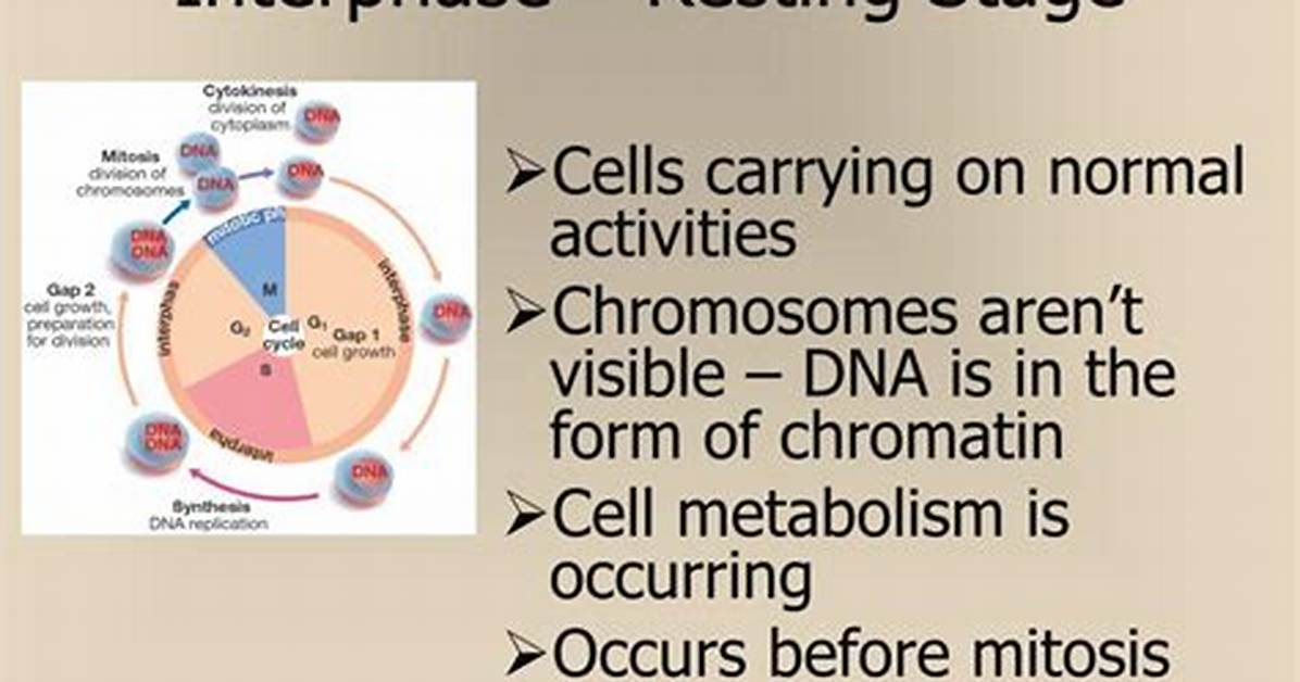 Why Interphase Is Called Resting Phase?