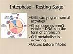 Why Interphase Is Called Resting Phase?