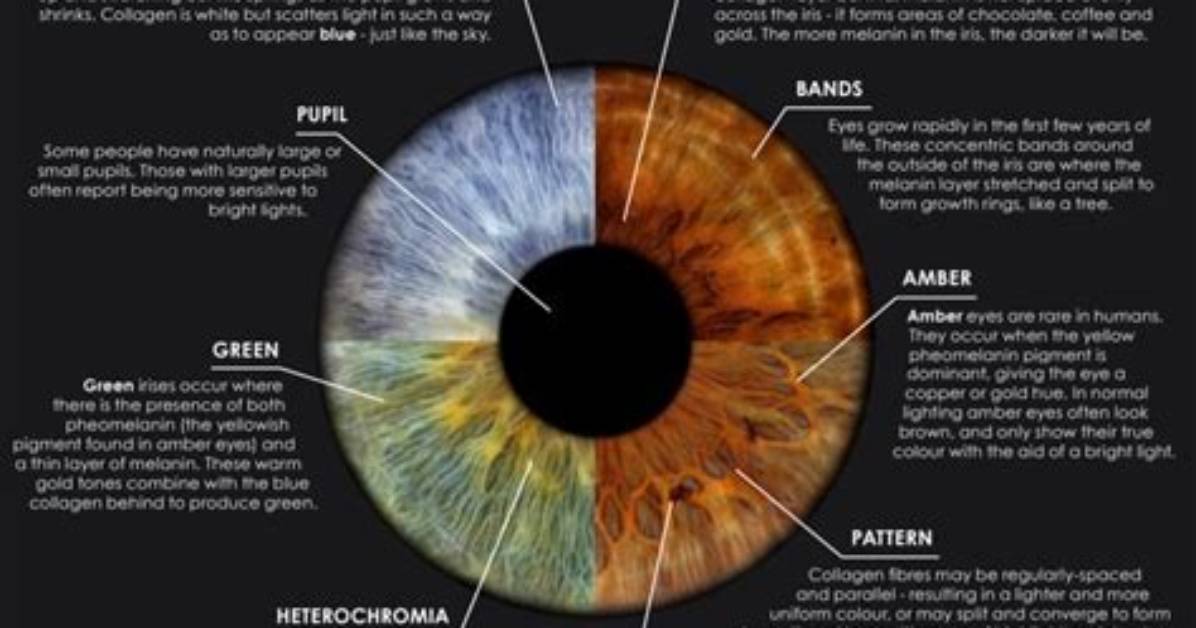 Why Iris Is Colored?
