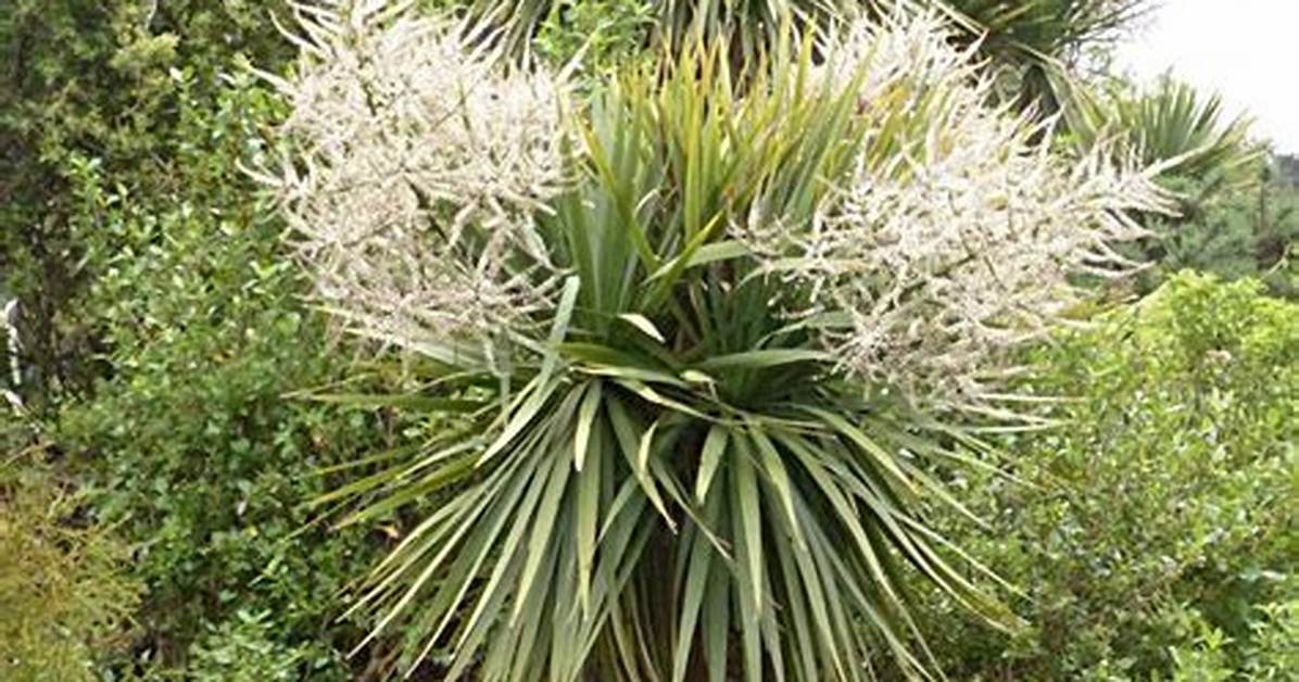 Why Is a Cabbage Tree Called a Cabbage Tree?