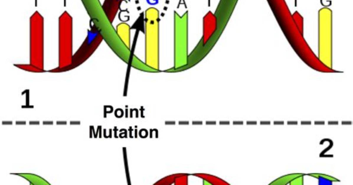 Why Is a Point Mutation