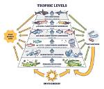 Why Is a Trophic Structure