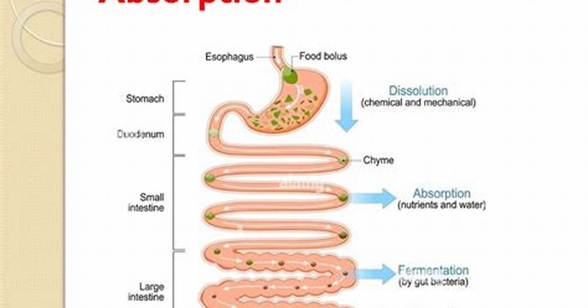 Why Is Absorption Important?