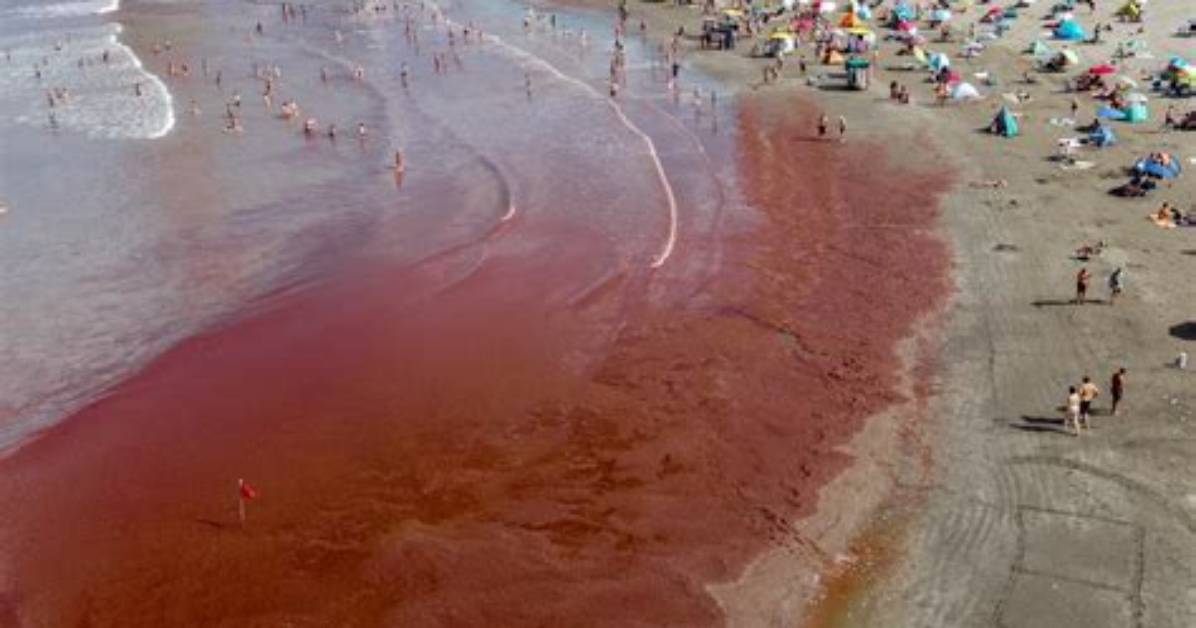 Why Is Algae Red?