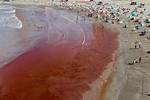 Why Is Algae Red?