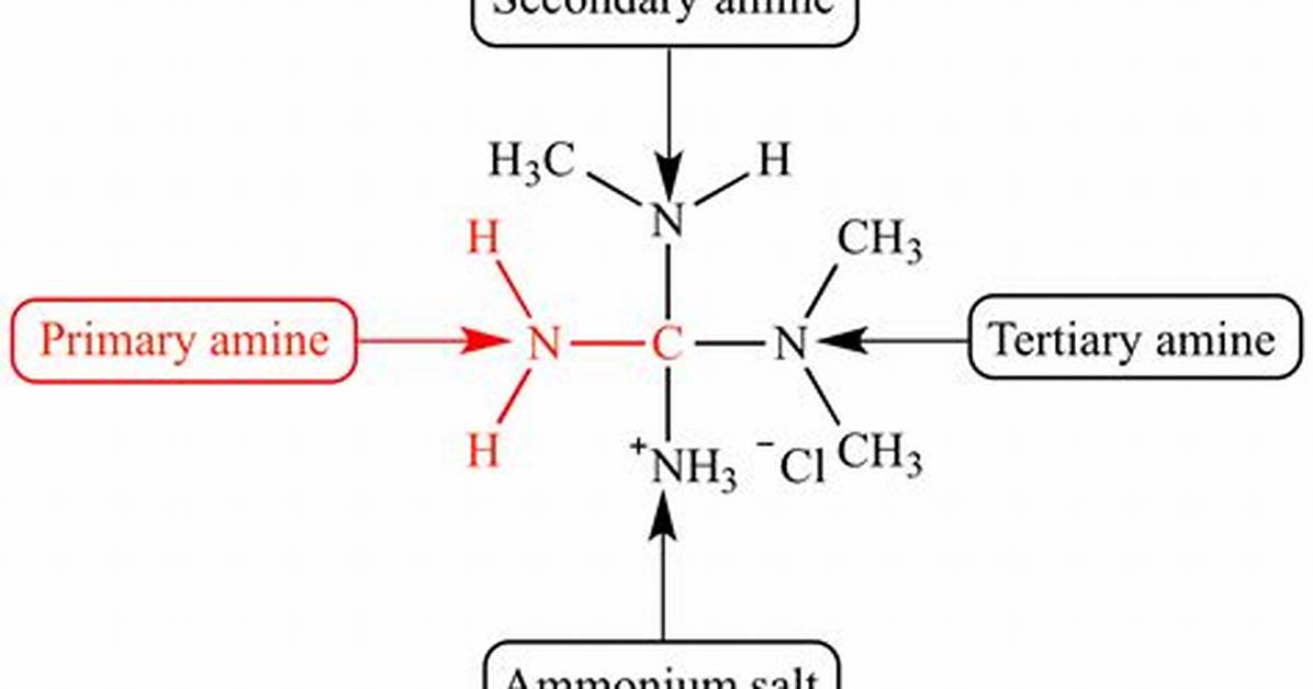Why Is Amine Primary?