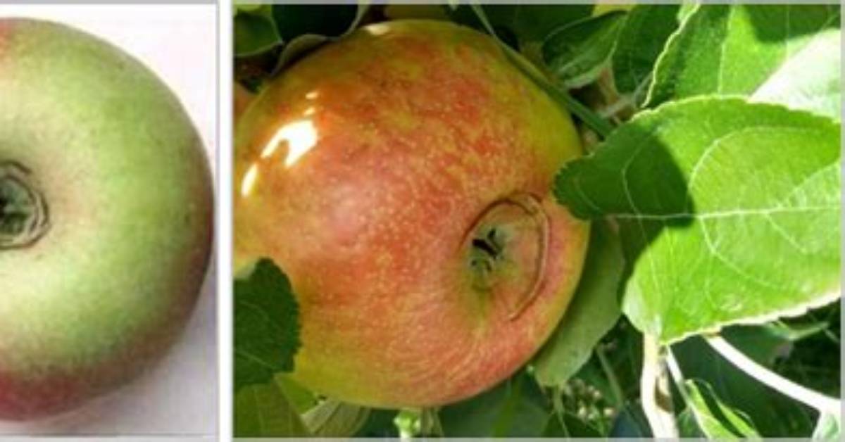 Why Is Apple Splitting?