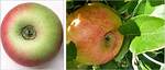 Why Is Apple Splitting?