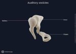 Why Is Auditory Ossicles Important?