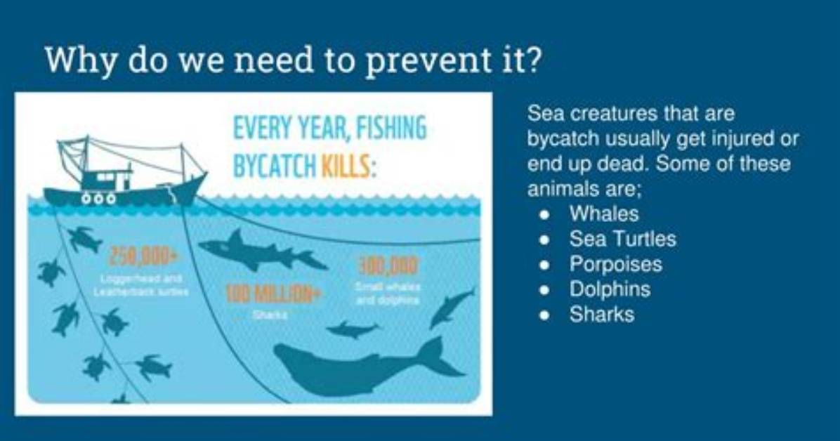 Why Is Bycatch a Problem