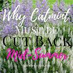 Why Is Catmint Called Catmint