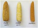 Why Is Corn Sweet?