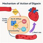 Why Is Digoxin Given?