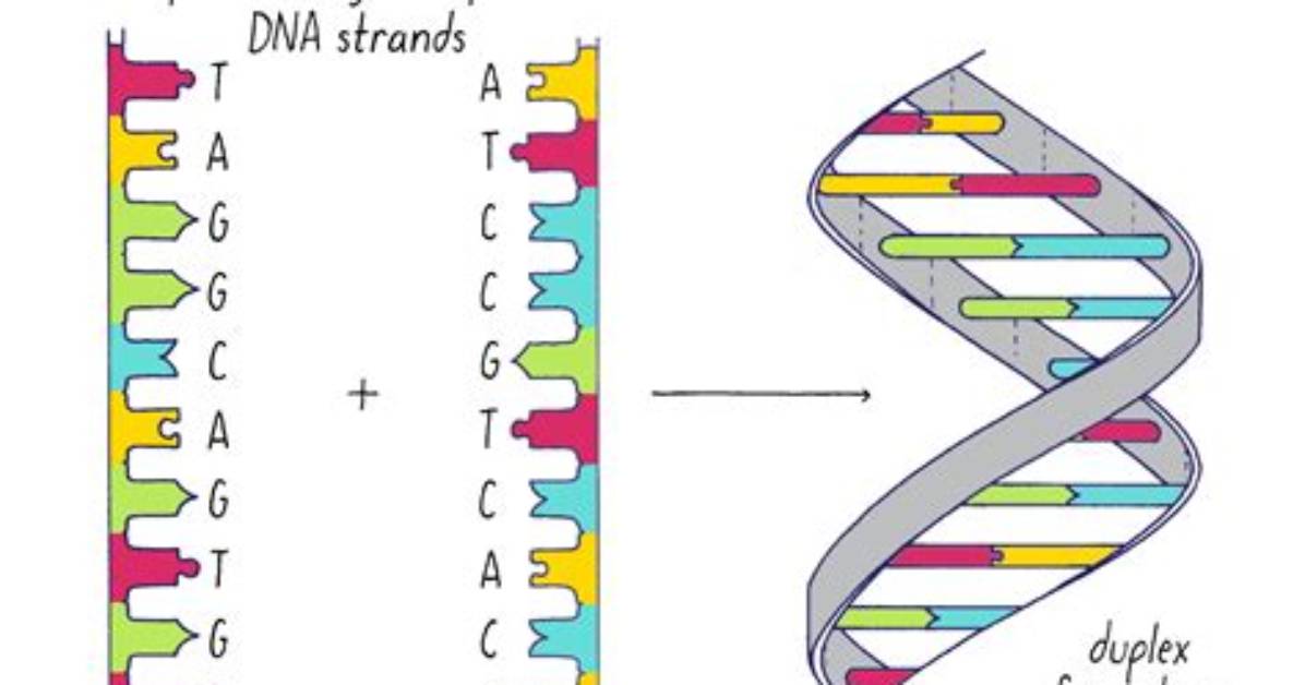 Why Is Dna Complementary?