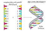 Why Is Dna Complementary?
