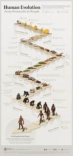 Why Is Evolution Not Progressive?