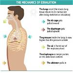 Why Is Exhalation Passive?
