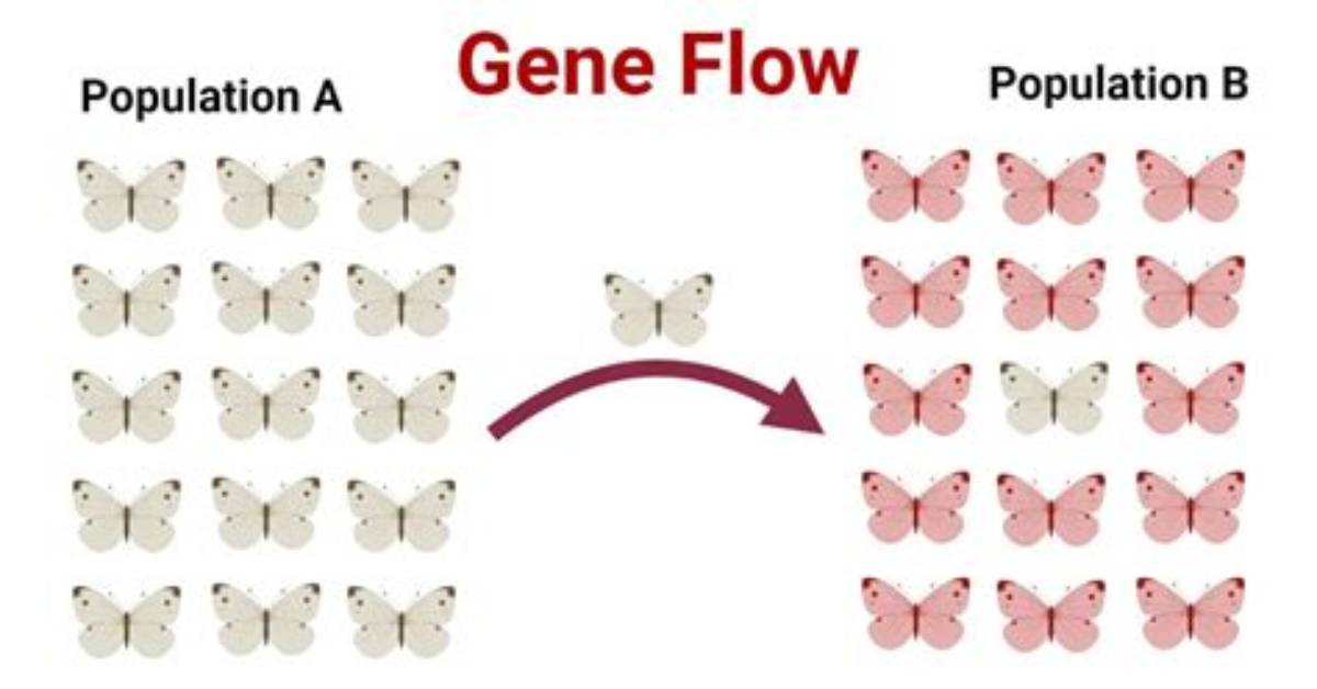 Why Is Gene Flow?