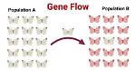 Why Is Gene Flow?