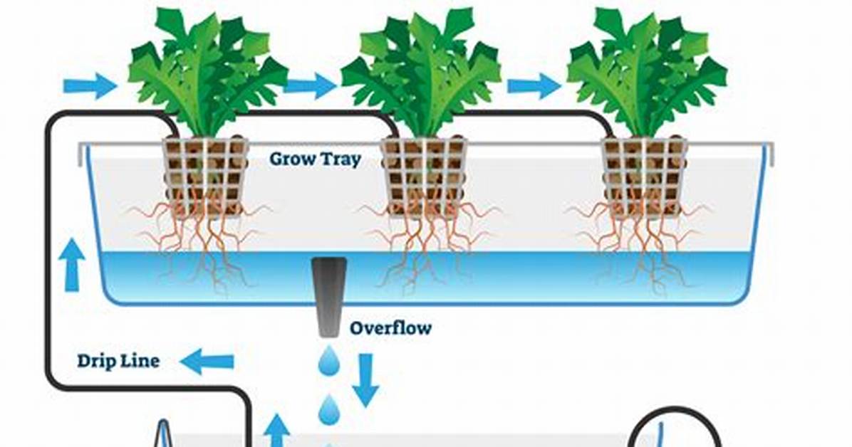 Why Is Hydroponic System?
