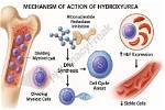Why Is Hydroxyurea Hazardous?