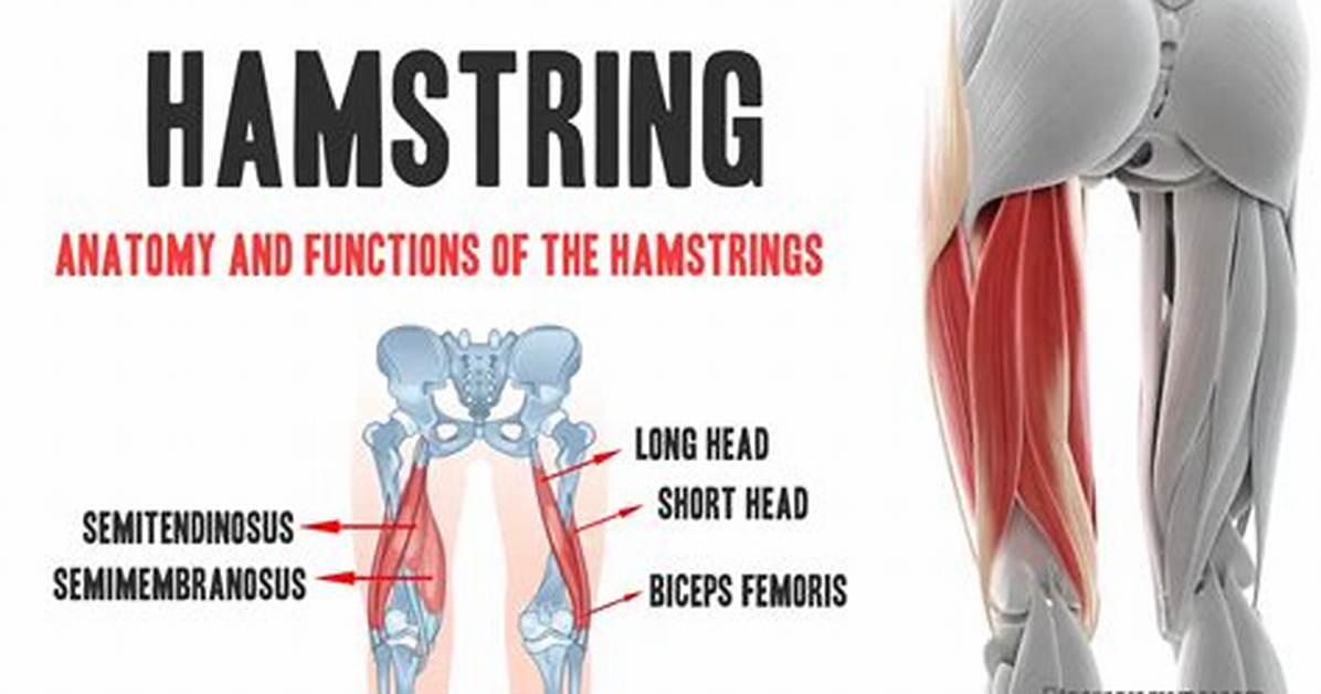 Why Is It Called a Hamstring?