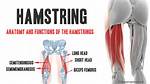 Why Is It Called a Hamstring?