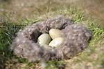 Why Is It Called an Eiderdown?