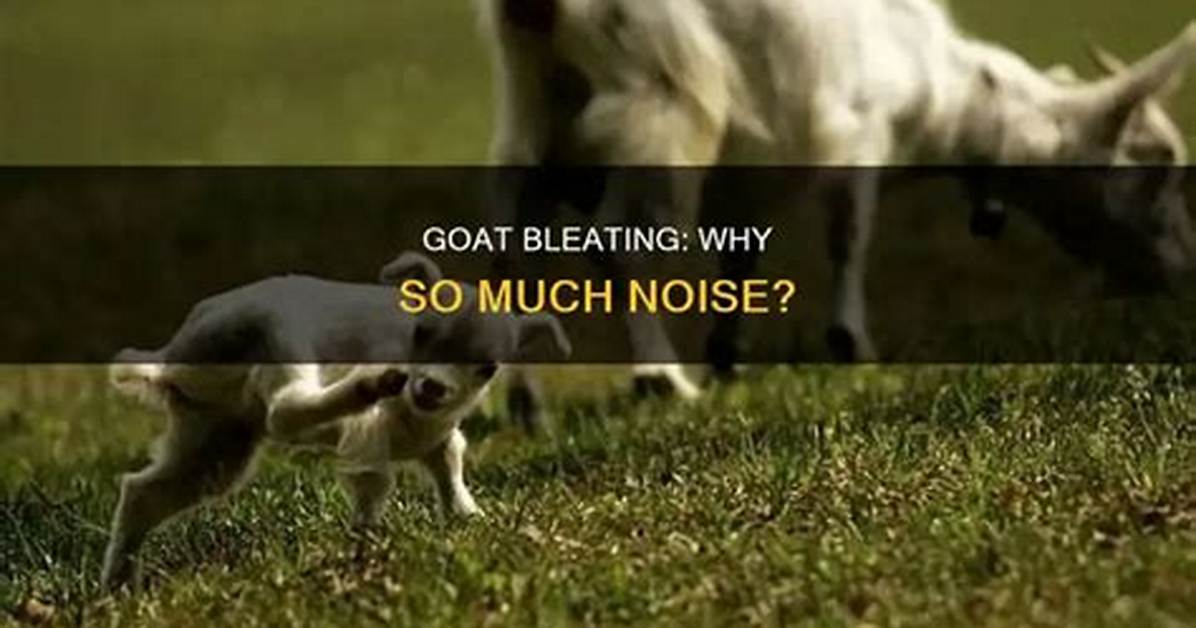 Why Is It Called Bleating?