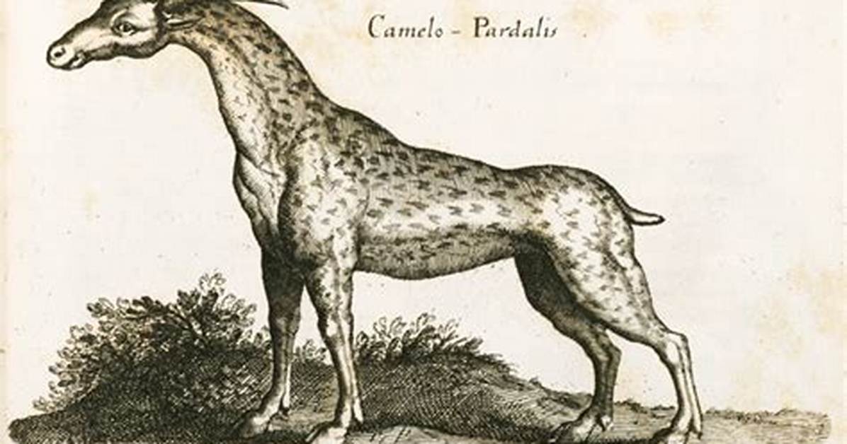 Why Is It Called Camelopard?