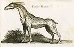 Why Is It Called Camelopard?