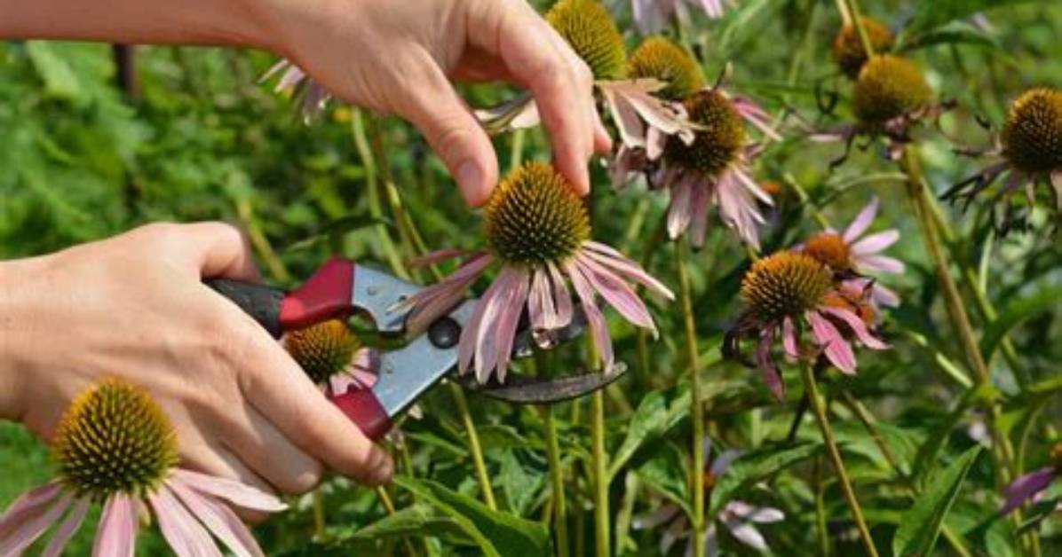 Why Is It Called Deadheading?
