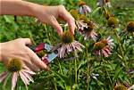 Why Is It Called Deadheading?