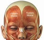 Why Is It Called Frontalis