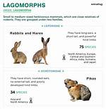 Why Is It Called Lagomorph?