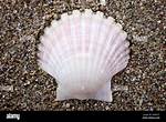 Why Is It Called Pecten?
