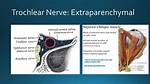Why Is It Called Trochlear Nerve?
