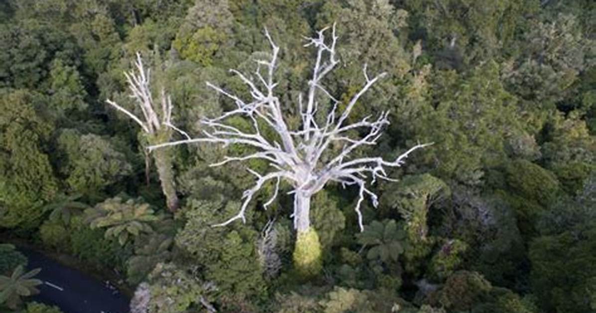 Why Is Kauri Dieback a Problem?