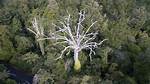 Why Is Kauri Dieback a Problem?