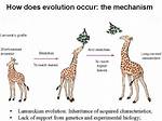 Why Is Lamarckian Evolution Incorrect?