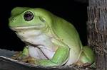 Why Is My Dumpy Tree Frog Not Eating?
