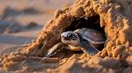 Why Is Nesting Behavior Important?
