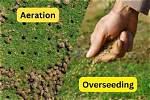 Why Is Overseeding Important?