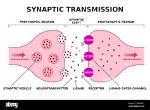 Why Is the Postsynaptic Neuron?