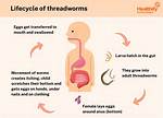 Why Is Threadworm Dangerous?