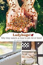 Why Ladybugs Come Inside?