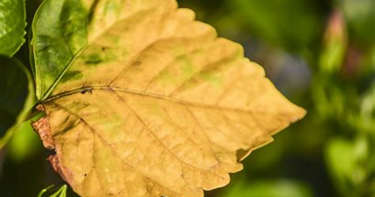 Why Leaf Turn Yellow?