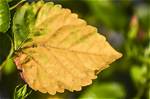 Why Leaf Turn Yellow?